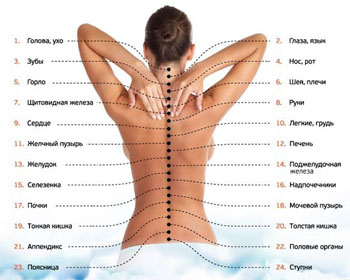 Atlas of the human back