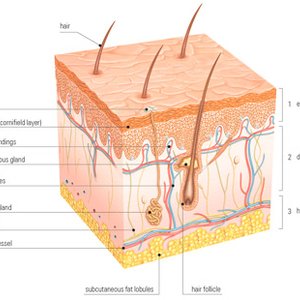 Skin structure